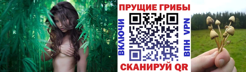 ОМГ ОМГ ONION  Балахна  Псилоцибиновые грибы Psilocybine cubensis  где купить наркоту 